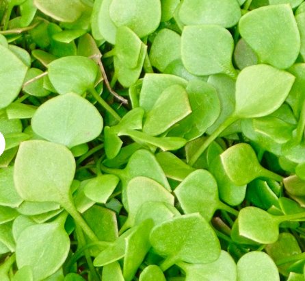 Seeds Claytonia Perfoliata Delicious & High Yielding Leaf Vegetable 200 Seeds Miners Lettuce