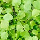 Seeds Claytonia Perfoliata Delicious & High Yielding Leaf Vegetable 200 Seeds Miners Lettuce