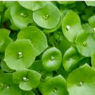 400 Seeds Miners Lettuce Seeds Claytonia Perfoliata Delicious & High Yielding Leaf Vegetable