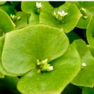 Lettuce Seeds Claytonia Perfoliata Delicious & High Yielding Leaf Vegetable 800 Seeds Miners