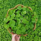 Delicious & High Yielding Leaf Vegetable Lettuce Seeds Claytonia Perfoliata 1600 Seeds Miners