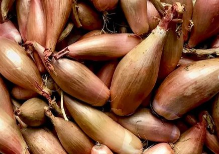 50 Seeds Vegetable Zebrune Shallot Seeds Allium Cepa Delicious & Perennial