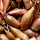 50 Seeds Vegetable Zebrune Shallot Seeds Allium Cepa Delicious & Perennial