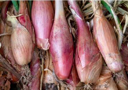 100 Seeds Vegetable Zebrune Shallot Seeds Allium Cepa Delicious & Perennial