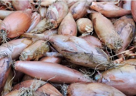 Zebrune Shallot Seeds Allium Cepa Delicious & Perennial 200 Seeds Vegetable