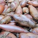 Zebrune Shallot Seeds Allium Cepa Delicious & Perennial 200 Seeds Vegetable
