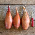 Delicious & Perennial 400 Seeds Vegetable Zebrune Shallot Seeds Allium Cepa