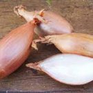 800 Seeds Vegetable Zebrune Shallot Seeds Delicious & Perennial Allium Cepa
