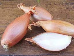 800 Seeds Vegetable Zebrune Shallot Seeds Delicious & Perennial Allium Cepa