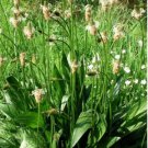 100 Seeds Narrowleaf Plantain Seeds Plantago Lanceolata Nutritious Perennial Leaf Vegetable