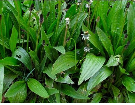 Plantago Lanceolata Nutritious Perennial Leaf Vegetable 200 Seeds Narrowleaf Plantain Seeds