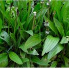 Plantago Lanceolata Nutritious Perennial Leaf Vegetable 200 Seeds Narrowleaf Plantain Seeds