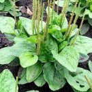 Vegetable 800 Seeds Narrowleaf Plantain Seeds Plantago Lanceolata Nutritious Perennial Leaf