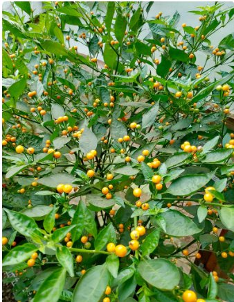 10 Seeds Vegetable Aji Charapita Pepper Seeds Capsicum Chinense