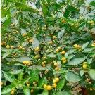 10 Seeds Vegetable Aji Charapita Pepper Seeds Capsicum Chinense