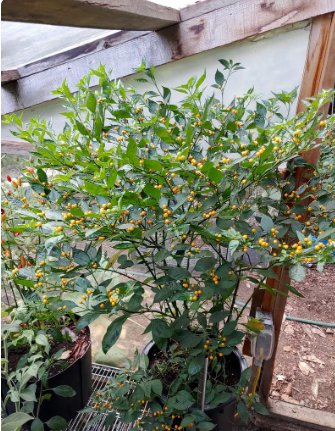 20 Seeds Vegetable Aji Charapita Pepper Seeds Capsicum Chinense