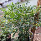 20 Seeds Vegetable Aji Charapita Pepper Seeds Capsicum Chinense