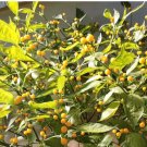 Pepper Seeds Capsicum Chinense 40 Seeds Vegetable Aji Charapita