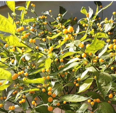 80 Seeds Vegetable Aji Charapita Pepper Seeds Capsicum Chinense
