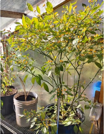 Pepper Seeds Capsicum Chinense 160 Seeds Vegetable Aji Charapita
