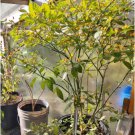 Pepper Seeds Capsicum Chinense 160 Seeds Vegetable Aji Charapita