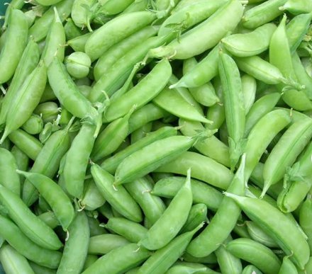 Snap Pea Vegetable  120 Seeds Sugar For Garden