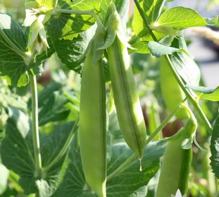 Vegetable 240 Seeds Sugar Snap Pea For Garden