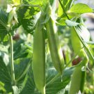 Vegetable 240 Seeds Sugar Snap Pea For Garden