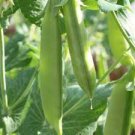 Snap Pea For Garden Vegetable 480 Seeds Sugar