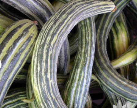 For Garden Vegetable Painted Serpent, Armenian Striped Cucumber 30 Seeds