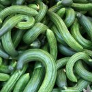 Painted Serpent, Armenian Striped For Garden Vegetable Cucumber 60 Seeds