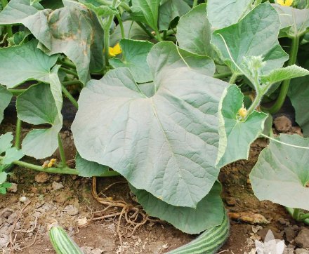 Vegetable Cucumber 120 Seeds Painted Serpent, Armenian Striped For Garden