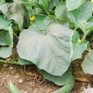 Vegetable Cucumber 120 Seeds Painted Serpent, Armenian Striped For Garden
