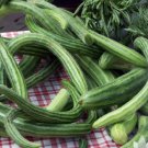 240 Seeds Painted Serpent, Vegetable Cucumber Armenian Striped For Garden
