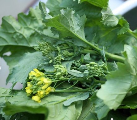 Raab Rapini Vegetable 600 Seeds Broccoli For Garden