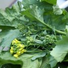 Raab Rapini Vegetable 600 Seeds Broccoli For Garden