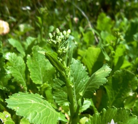 Vegetable 1200 Seeds Raab Rapini Broccoli For Garden