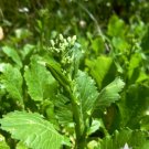 Vegetable 1200 Seeds Raab Rapini Broccoli For Garden