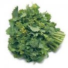 Broccoli For Garden Vegetable 2400 Seeds Raab Rapini