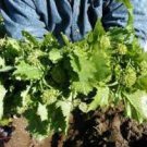 For Garden Vegetable Broccoli 4800 Seeds Raab Rapini