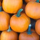 Sugar Pie Pumpkin Vegetable 320 Seeds Small For Garden