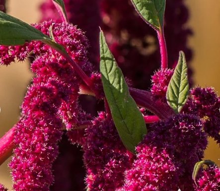 Vegetable 250 Seeds Love Lies Bleeding For Garden