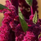 Vegetable 250 Seeds Love Lies Bleeding For Garden
