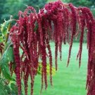 Flower Love Lies 4000 Seeds Bleeding Vegetable For Garden