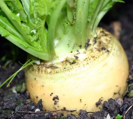 Vegetable 600 Seeds Golden Ball Turnip For Garden