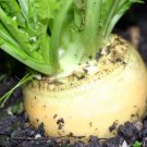 Vegetable 600 Seeds Golden Ball Turnip For Garden
