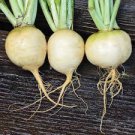 Turnip Vegetable 4800 Seeds For Garden Golden Ball