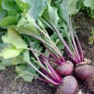 Detroit Vegetable 300 Seeds Dark Red Beet For Garden