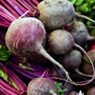 Beet Detroit Vegetable Dark Red 1200 Seeds For Garden