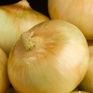 150 Seeds Yellow Sweet Spanish Onion Seeds Vegetable For Garden